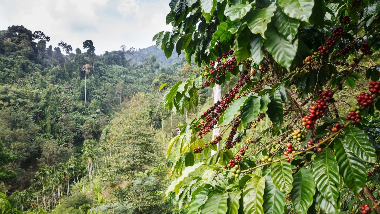 Green Coffee production